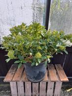 Tekoop: skimmia in pot, Ophalen, Zomer, Overige soorten, Volle zon