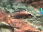 3 Altolamprologus compressiceps Tanganyika Cichlide, Vis