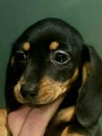 Mooi teckel pupje, Dieren en Toebehoren, Parvo, Reu, 8 tot 15 weken, Korthaar