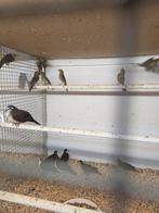 Tamboerijn duiven, Dieren en Toebehoren, Vogels | Duiven, Meerdere dieren, Overige soorten