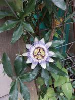 Stekjes Passiebloem | Damsel's delight | Passiflora, Tuin en Terras, Ophalen, Overige soorten, Volle zon