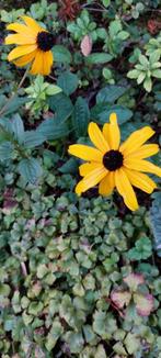 zaden voor kleine gele zonnehoed, Ophalen of Verzenden, Gehele jaar, Volle zon, Zaad