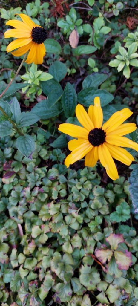 zaden voor kleine gele zonnehoed, Tuin en Terras, Bloembollen en Zaden, Zaad, Gehele jaar, Volle zon, Ophalen of Verzenden