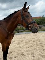 4 Jarige merrie tekoop, Dieren en Toebehoren, Paarden, Merrie, Dressuurpaard, 3 tot 6 jaar