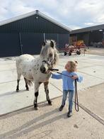Lieve appaloosa kinder pony te koop!!, Dieren en Toebehoren, Pony's, B, Gechipt, Ruin, Springpony
