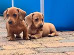 Dwerg teckel pups in huis grootgebracht. 🏡🐶, Dieren en Toebehoren, Honden | Teckels en Dashonden, 8 tot 15 weken, Korthaar, Dwerg