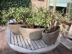 3x jade plant crassula geldboom, Huis en Inrichting, Kamerplanten, Ophalen of Verzenden, Volle zon, Minder dan 100 cm