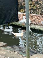 Eenden ganzen zwanen, Dieren en Toebehoren, Meerdere dieren, Eend