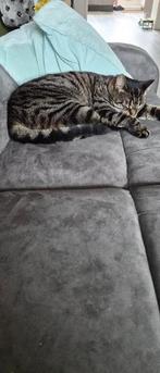 Europeese korthaar, Dieren en Toebehoren, Katten en Kittens | Raskatten | Korthaar, Poes, Gechipt, 3 tot 5 jaar