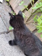 Kitten, Dieren en Toebehoren, Katten en Kittens | Overige Katten, Poes, Kortharig, 0 tot 2 jaar