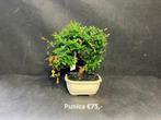 Japanse Bonsai buiten in diverse soorten en maten, Tuin en Terras, Planten | Bomen, In pot, Halfschaduw, Lente, Minder dan 100 cm