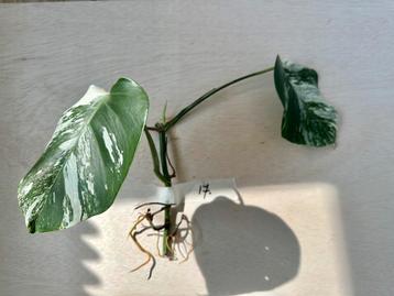 Monstera Albo stek met nieuwe wortels en uitloper beschikbaar voor biedingen