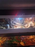 Terrarium met koningspython, Ophalen, Gebruikt, Terrarium of Paludarium