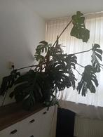 Grote monstera, Ophalen, Overige soorten, In pot, 100 tot 150 cm
