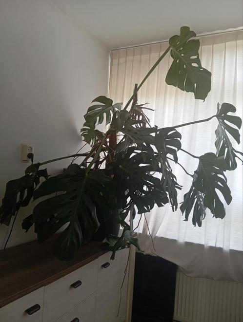 Grote monstera, Huis en Inrichting, Kamerplanten, Overige soorten, 100 tot 150 cm, In pot, Ophalen
