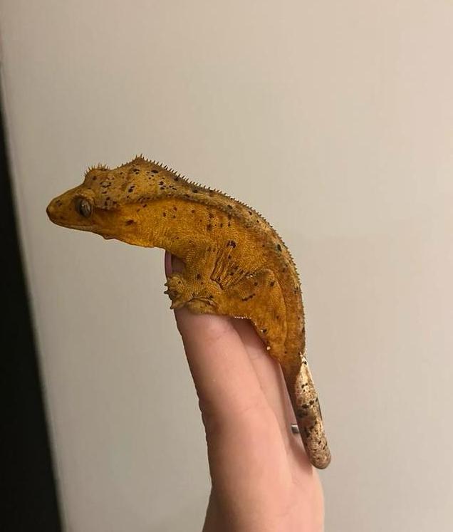 Wimpergekko vrouw super dalmatian, Dieren en Toebehoren, Reptielen en Amfibieën, Hagedis, 0 tot 2 jaar, Tam