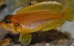 Lamprologus Occelatus Gold, Dieren en Toebehoren, Vissen | Aquariumvissen, Vis