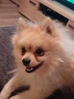Teddy opzoek naar een vriendin!, Dieren en Toebehoren, Honden | Poolhonden, Keeshonden en Oertypen, Particulier, Reu, Buitenland
