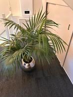 Te koop mooie palm inclusief pot, Huis en Inrichting, Kamerplanten, Ophalen, Minder dan 100 cm