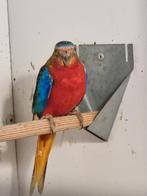 Turquoisine man 2025., Dieren en Toebehoren, Vogels | Parkieten en Papegaaien, Mannelijk, Parkiet, Geringd