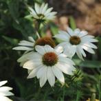 Zaden Echinacea White Swan, Verzenden, Voorjaar, Volle zon, Zaad