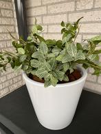 Kunstplant incl pot, Ophalen, Zo goed als nieuw