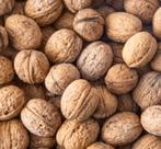 Verse biologische walnoten oogst 2025, Ophalen of Verzenden