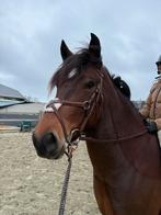 Mexicaans hoofdstel, Dieren en Toebehoren, Paarden en Pony's | Hoofdstellen en Tuigage, Ophalen of Verzenden, Overige soorten