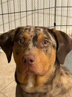 Reu 10 maanden, kruising Australian shepherd en Vizsla, Dieren en Toebehoren, Honden | Niet-rashonden, 15 weken tot 1 jaar, Reu