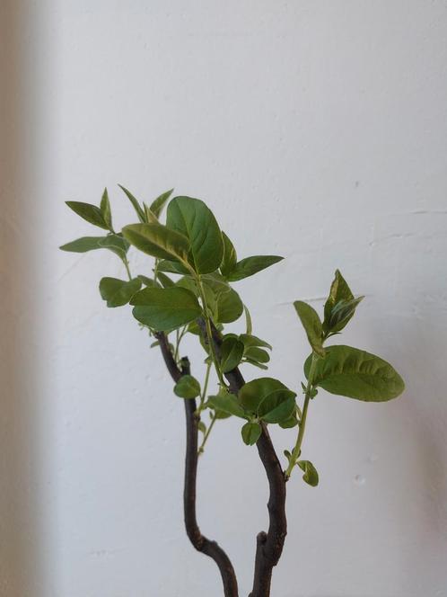 Kweepeer - Cydonia oblonga, Tuin en Terras, Planten | Fruitbomen, Ophalen