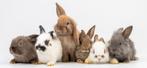 4 kindvriendelijke konijnen GEZOCHT, Dieren en Toebehoren, Konijnen, Meerdere dieren, 0 tot 2 jaar