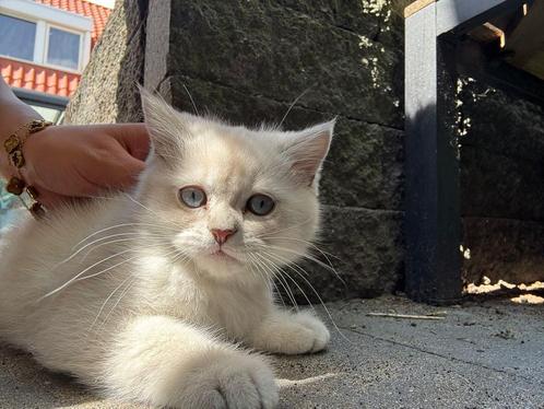 Perzische kittens te koop, Dieren en Toebehoren, Katten en Kittens | Raskatten | Langhaar, Meerdere dieren, Ingeënt