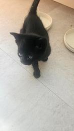 Zwarte/zwart met wit kittens, Dieren en Toebehoren, Katten en Kittens | Overige Katten, Poes
