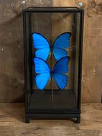 Mooie vitrine met twee opgezette Morpho Didiua vlinders, Verzamelen, Dierenverzamelingen, Ophalen, Nieuw, Insect, Opgezet dier
