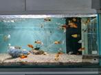 Mickey mouse platy, platy's, Xiphophorus Maculatus, Vis, Zoetwatervis