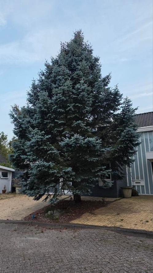 🌲 Blauwspar (Picea pungens) ongeveer 20 meter hoog, Tuin en Terras, Planten | Bomen, Overige soorten, 400 cm of meer, Volle zon