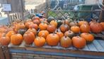 Halloween pompoenen sier eetbare reuze, Ophalen, Zo goed als nieuw