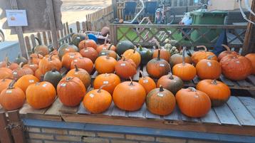 Halloween pompoenen sier eetbare reuze  beschikbaar voor biedingen