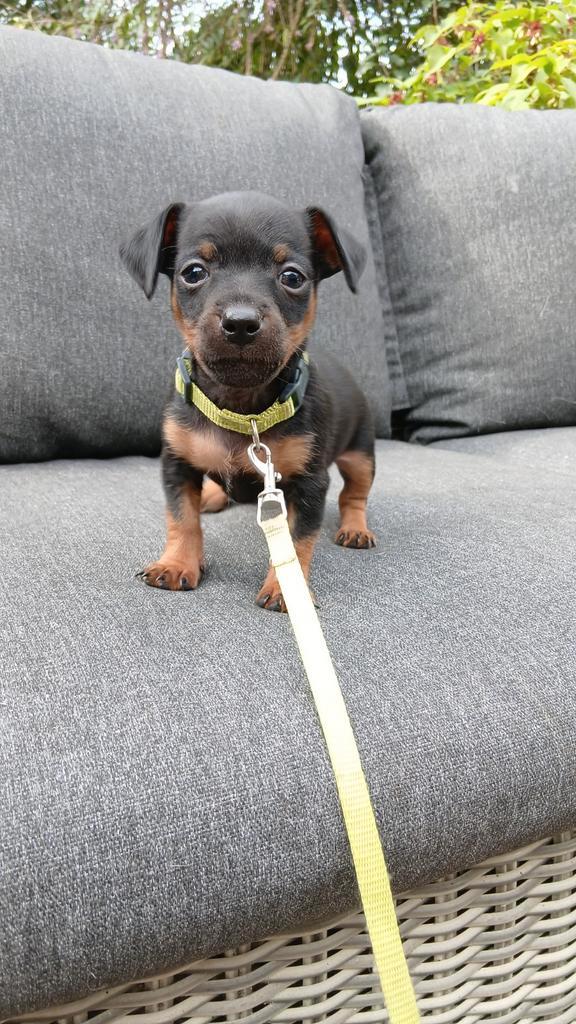 Leuke, energieke pup, Dieren en Toebehoren, Honden | Chihuahua's en Gezelschapshonden, Reu, Overige rassen, Particulier, Eén hond
