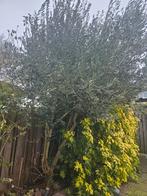 Olijfboom, Volle zon, Bloeit niet, Ophalen of Verzenden, 100 tot 250 cm