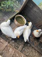 Te koop koppel witte Kwaker, Dieren en Toebehoren, Pluimvee, Meerdere dieren, Eend