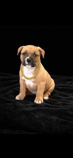 Prachtige american Bully’s pocket, Dieren en Toebehoren, België, Particulier, 8 tot 15 weken, Bulldog