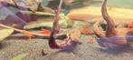 Garnalen kreeften slakken, Dieren en Toebehoren, Vissen | Aquariumvissen, Vis