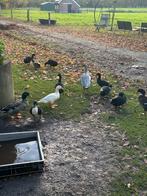 Loopeenden, Dieren en Toebehoren, Meerdere dieren, Eend
