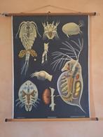 Vintage schoolplaat Entomostraca schaaldieren, Antiek en Kunst, Antiek | Schoolplaten, Ophalen of Verzenden, Natuur en Biologie