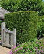 Mooie hagen - erfgrens en tuin afscheiding, Tuin en Terras, Tuinhekken en Hekwerk, Ophalen of Verzenden, Zo goed als nieuw, IJzer