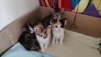 Hele lieve kittens!, Dieren en Toebehoren, Katten en Kittens | Overige Katten, 0 tot 2 jaar, Poes