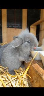 Teddy Widder X Dwergkonijn. Twee konijntjes beschikbaar., Dieren en Toebehoren, Konijnen, Mannelijk, Dwerg, 0 tot 2 jaar