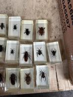 100x insecten in epoxy, Verzamelen, Dierenverzamelingen, Ophalen of Verzenden, Nieuw, Insect, Opgezet dier