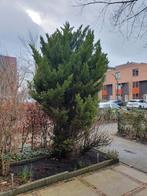 conifeer, Tuin en Terras, Ophalen, Bloeit niet, Halfschaduw, Overige soorten